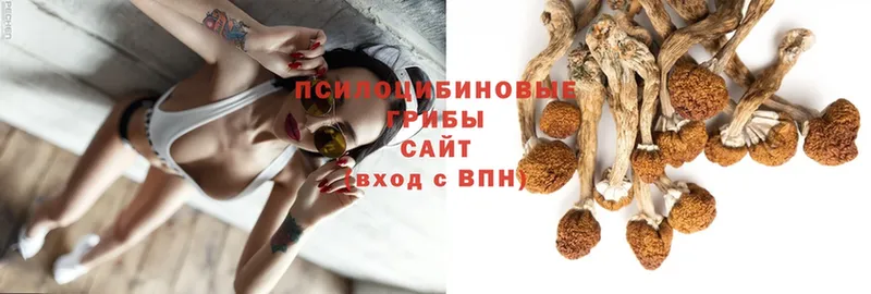 Галлюциногенные грибы Psilocybine cubensis  Артёмовский 